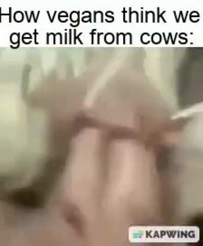vegan moment