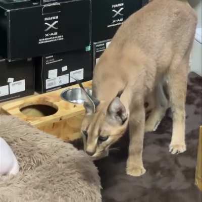 bingus and floppa