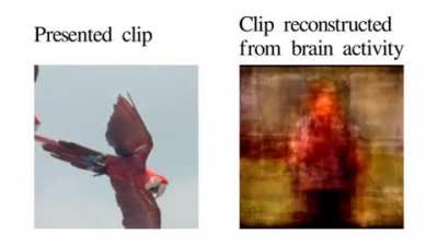 Images reconstructed from brain activity
