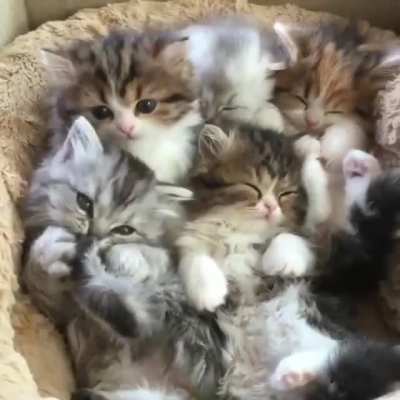😻