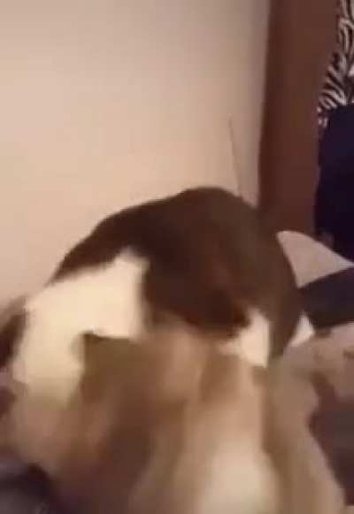 c h o m p