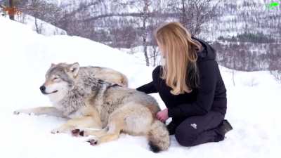 Wolf Gang