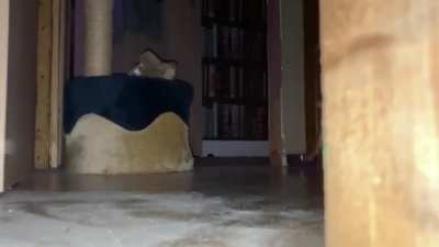 my demon cat from hell