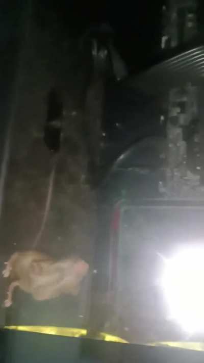 Algu&eacute;m sabe se esse mouse gamer &eacute; bom?