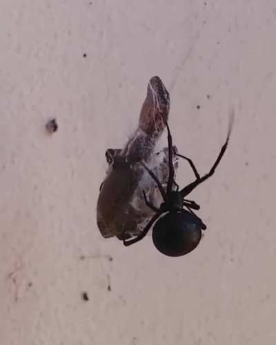 Gecko trapped in a redback spiders&rsquo;s web