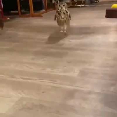 IS THAT A CUSTOMER? flop flop flop flop .... " Can I uhh... help you sir?"
