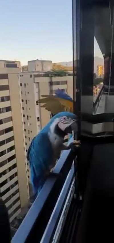 Fazendo amigos.