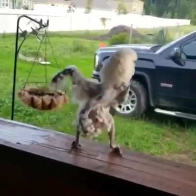 Boogie Bird