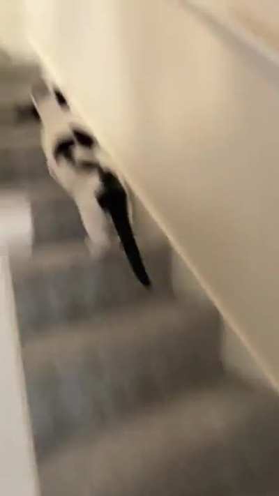 I assisted in an epic escape today