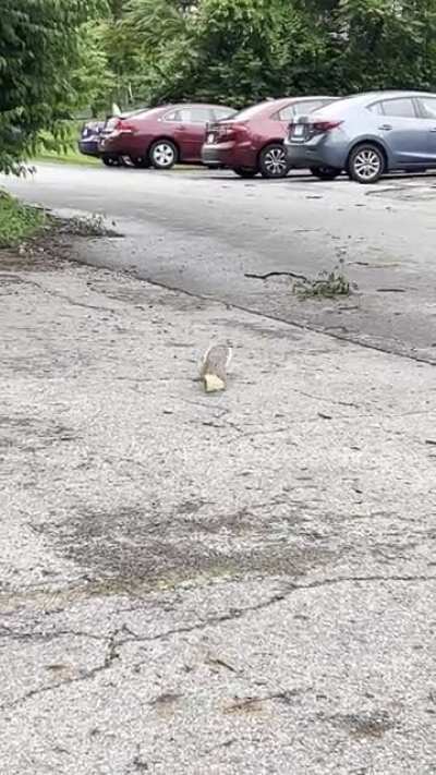 In New York they have pizza rats, but in Ohio we have pizza squirrels instead &hellip;