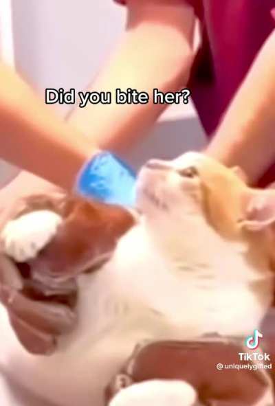 You got the wrong cat
