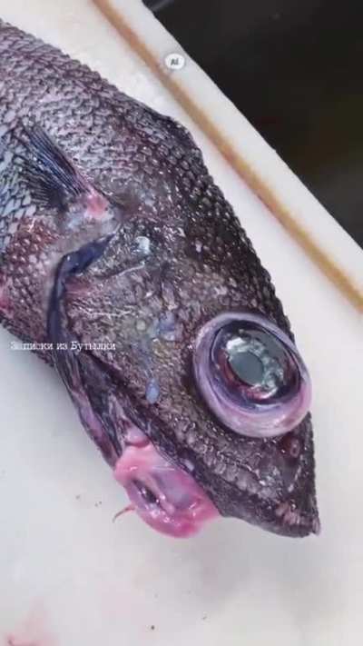 Russian Fisherman Discovers Peculiar Looking Deep Sea Fish With Bulging Eyeballs. "Roman Fedortsov" has been fishing on his business vessel for two decades and has been documenting images of strange and terrifying deep-sea creatures being pulled from his 