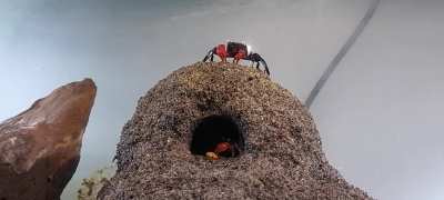 how shellfish!