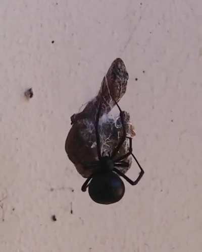 (Crosspost from r/hardcorenature) Gecko trapped in a redback spiders&rsquo;s web