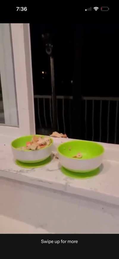 My father has &ldquo;pet&rdquo;raccoons in his backyard, he usually just feeds them bread.  I might have to buy these tasty dishes for them! 