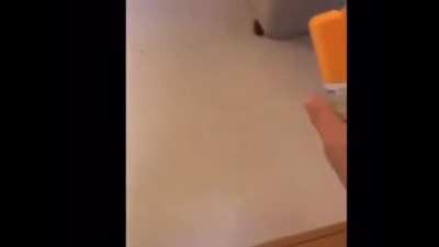 Dude gave this roach a potion of speed