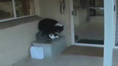 RuThLeSs DoG HaPpIly SmOtHeRs CaT tO dEaTh