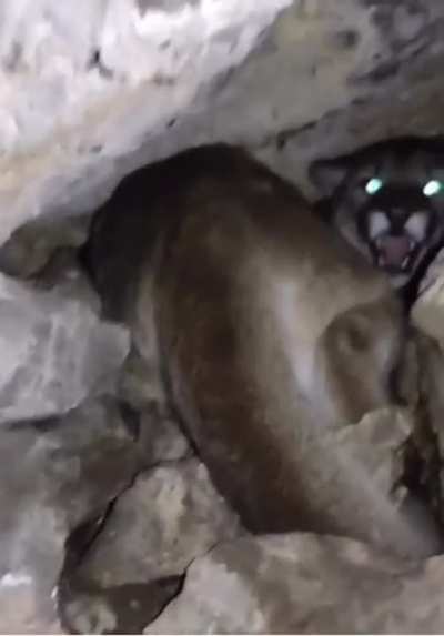 This hiker heard noise in a cave. And of course, like a horror movie, he had to find out what it was.