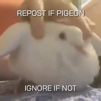 Pigeon moment