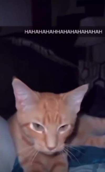 Cat quacking