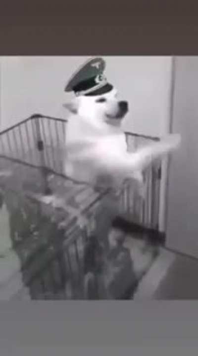 Hund