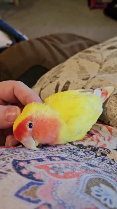 Peach is getting ready to go to bed