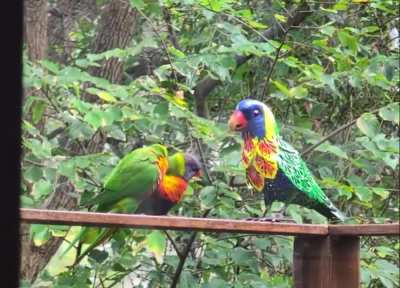 The Lorikeets have started worshipping their new god.
