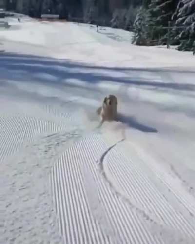 Living the dreams 🐕