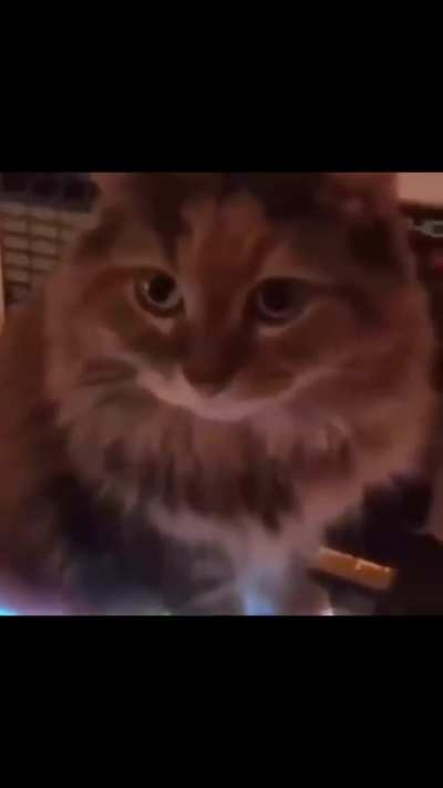 Kitty Ambience 