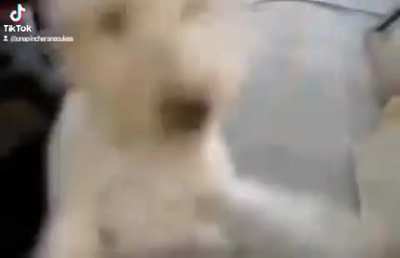 🐶