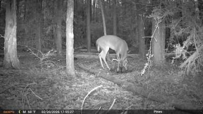 night time deer