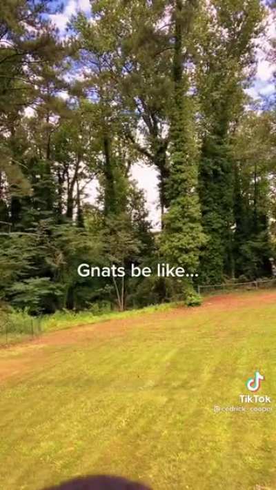 Gnats