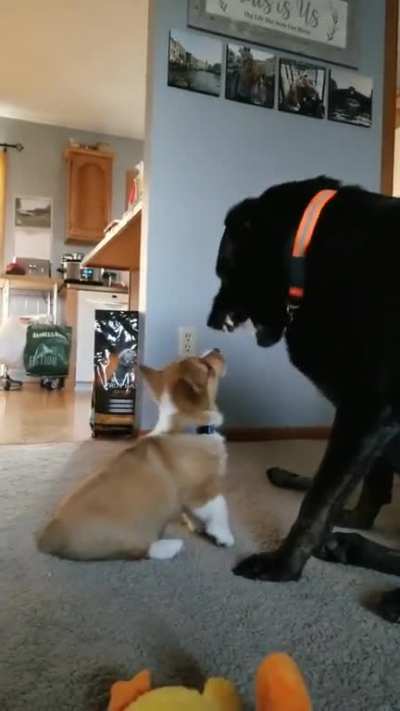 Lab only "tastes" our corgi pup.