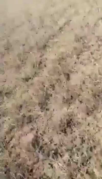 Prarie dog self defense