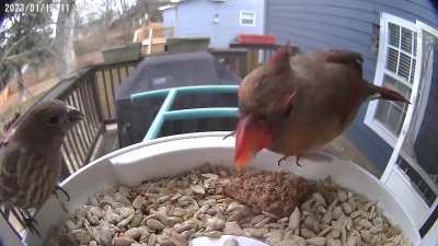 Medicallty, I can&rsquo;t figure out why this cardinal&rsquo;s right leg translucent. The foot is confirmed paralyzed, but appears to still have circulation, as she has been this way for over a month with no necrosis. (Details in comments)