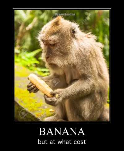 MONKEY funnny