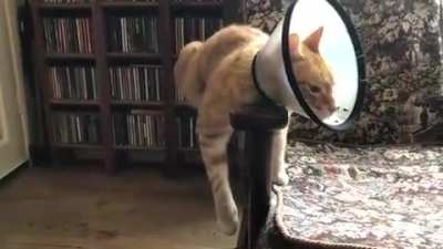 This.... is my cat