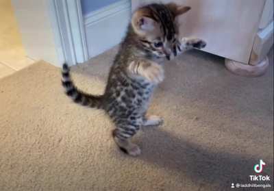 This smol boy avoiding mom&rsquo;s long arm of the paw.