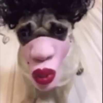 cursed_dog