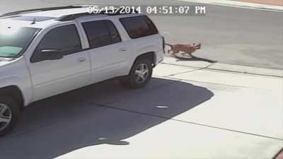Gangsta cat saves kid from dog