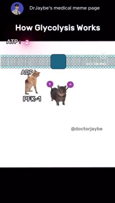 Glycolysis