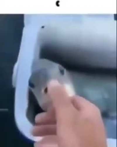 Ciller fish
