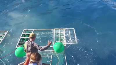 Great White shark cage breach