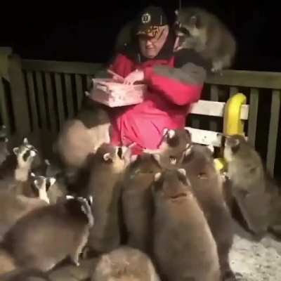 "Gotta be thirty raccoons, at least. I don't know where they all come from. Oh my God. They all love me..."