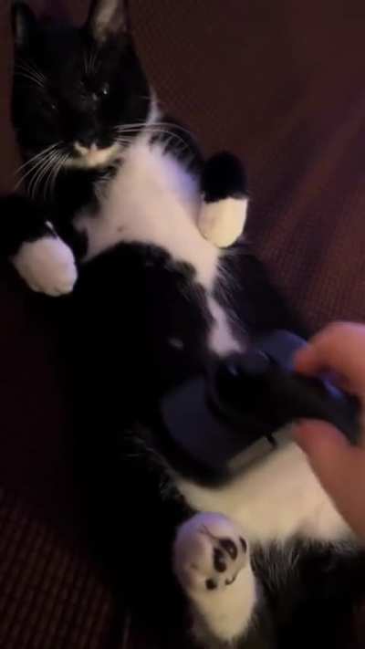Yogurt said beans up 🫘 - it&rsquo;s Brush time!