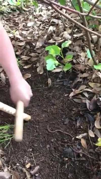 Thanks, I hate worms