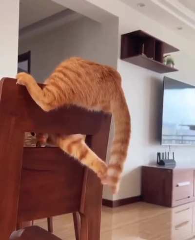 Time spent with cats&hellip;