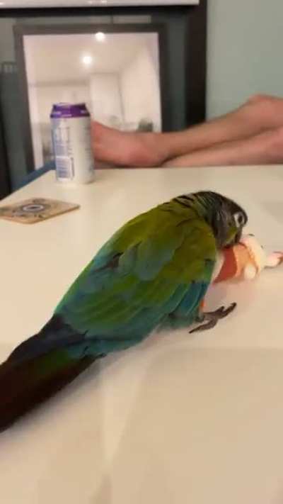 My conure hates Sylvanian families