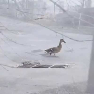 One duckling falls down