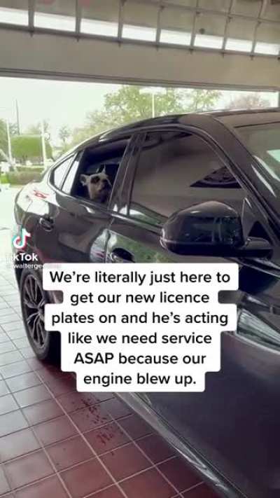 Anyone else think the dog sounds like Sarah Paulson?